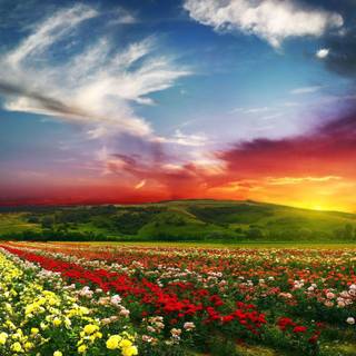 HD wallpaper free download