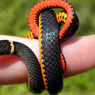 HD wallpaper dawnload