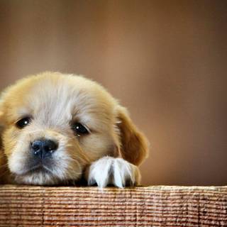 Desktop wallpaper HD