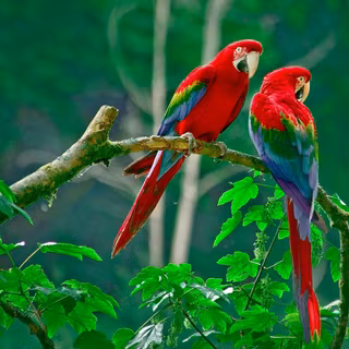Love bird wallpaper