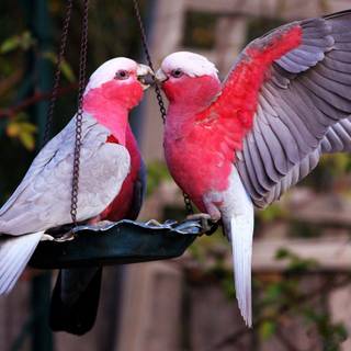 Love bird wallpaper