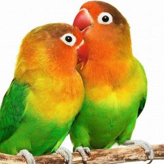 Love bird wallpaper