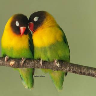 Love bird wallpaper