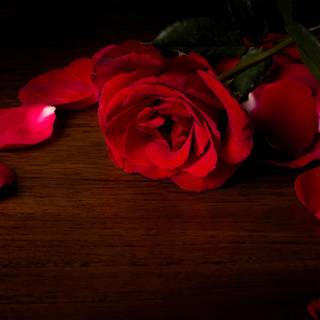 Red rose HD wallpaper