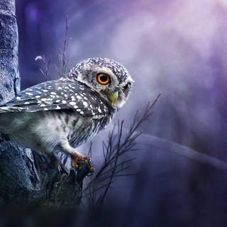 Wallpaper owl