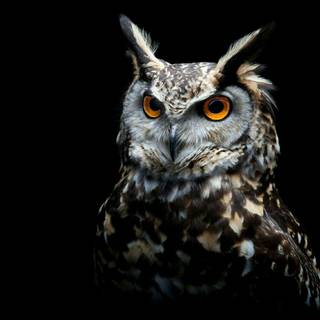 Wallpaper owl