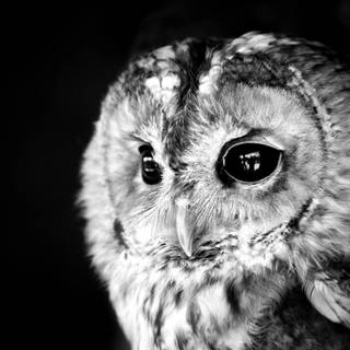 Wallpaper owl