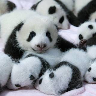 Wallpaper panda cute