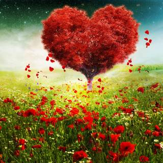 HD wallpaper dawnload