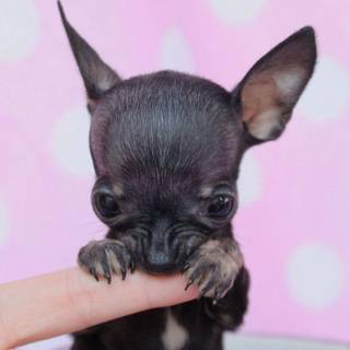 Pinky the Chihuahua wallpaper