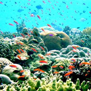 Great Barrier Reef Marine Park wallpaper