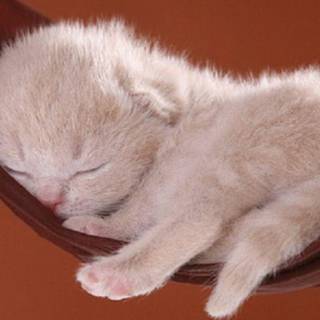 Cute baby cats wallpaper