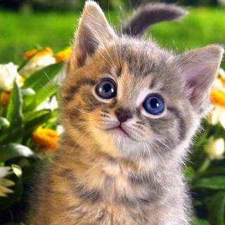 Cute baby cats wallpaper