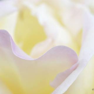 Wallpaper สีพาสเทล