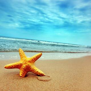 Bintang laut wallpaper advan