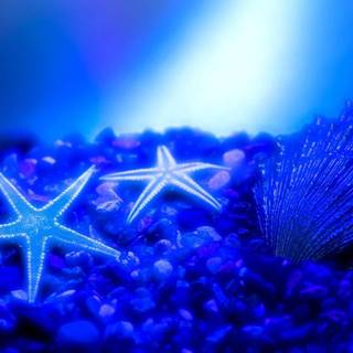 Bintang laut wallpaper advan