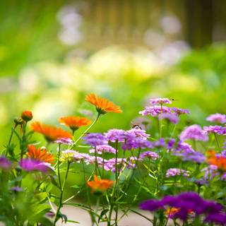 HD wallpaper for PC full screen flower