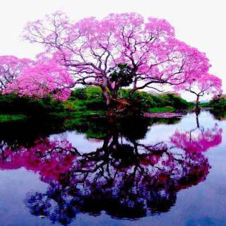 Nice wallpaper for mobile