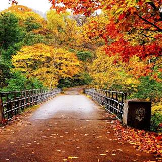 Hello, Autumn! wallpaper