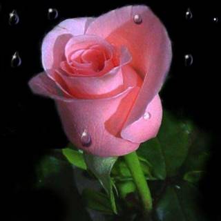 Single rose wallpaper