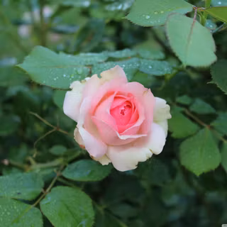 Single rose wallpaper