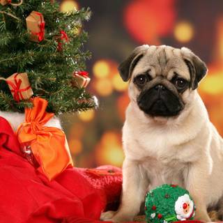 Cute vodafone dog wallpaper