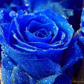 New wallpaper download