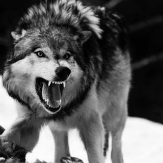 Angry wolf wallpaper HD