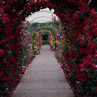 Rose flower garden wallpaper