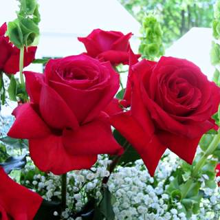 Rose flower garden wallpaper