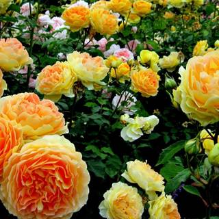Rose flower garden wallpaper