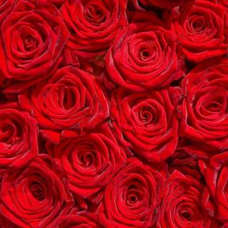 Rose flower garden wallpaper