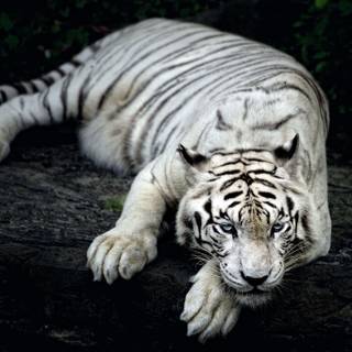 Zoo gays HD wallpaper