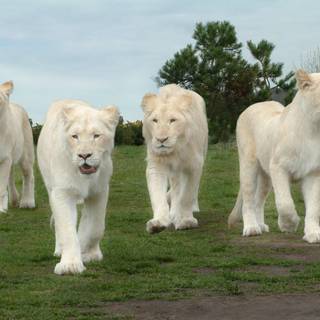 White lion wallpaper HD