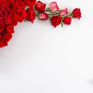 Red rose wallpaper HD