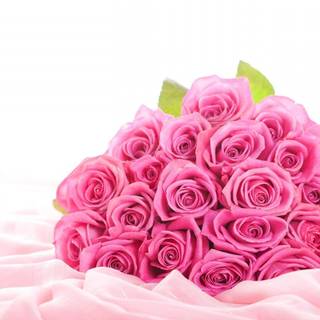 Beautiful pink roses wallpaper for desktop