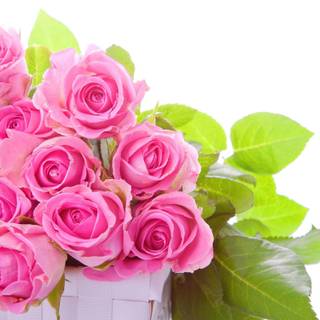 Beautiful pink roses wallpaper for desktop