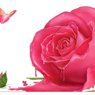 Beautiful pink roses wallpaper for desktop