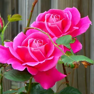 Beautiful pink roses wallpaper for desktop