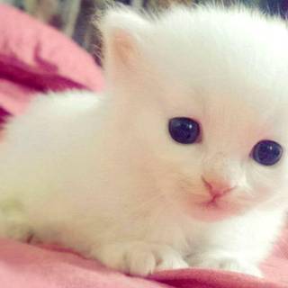 Cute baby animal wallpaper desktop