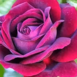 Full HD rose flower wallpaper