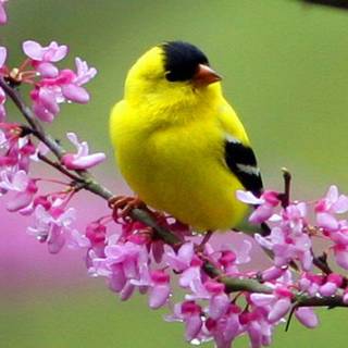 Beautiful love birds wallpaper