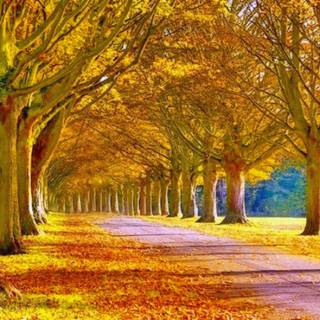 Pagalworld wallpaper