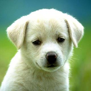Cute dogs and puppies wallpaper for mobile