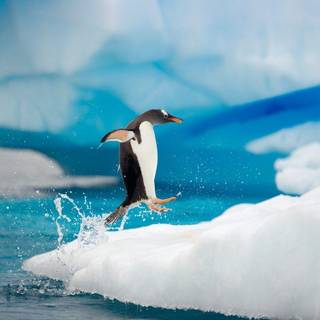 Penguins animal wallpaper