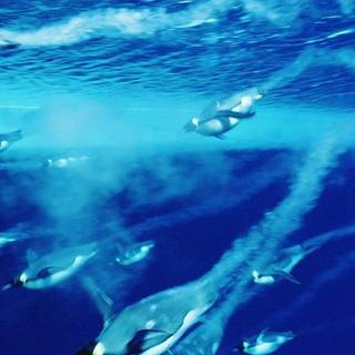 Penguins animal wallpaper