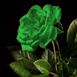 Beautiful green rose wallpaper