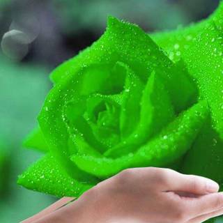 Beautiful green rose wallpaper