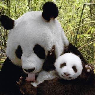 Gambar wallpaper tumblr panda