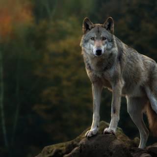 Wolf HD wallpaper 1080p